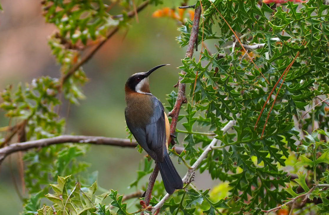 A Garden in Harmony with Nature : Celebrating Biodiversity at Bec Hardy