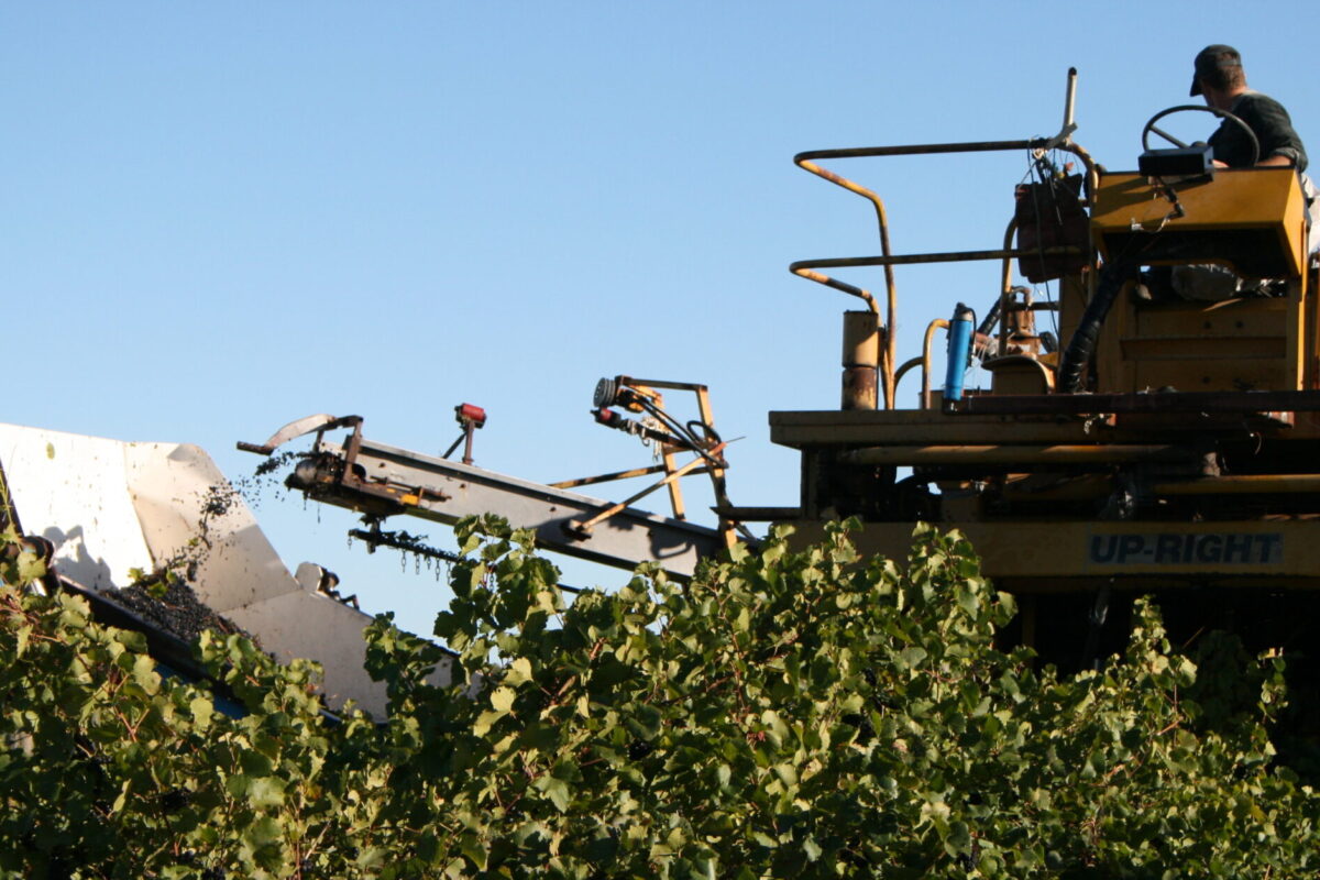 Vintage 2021 update from Winemaker Bec Swincer
