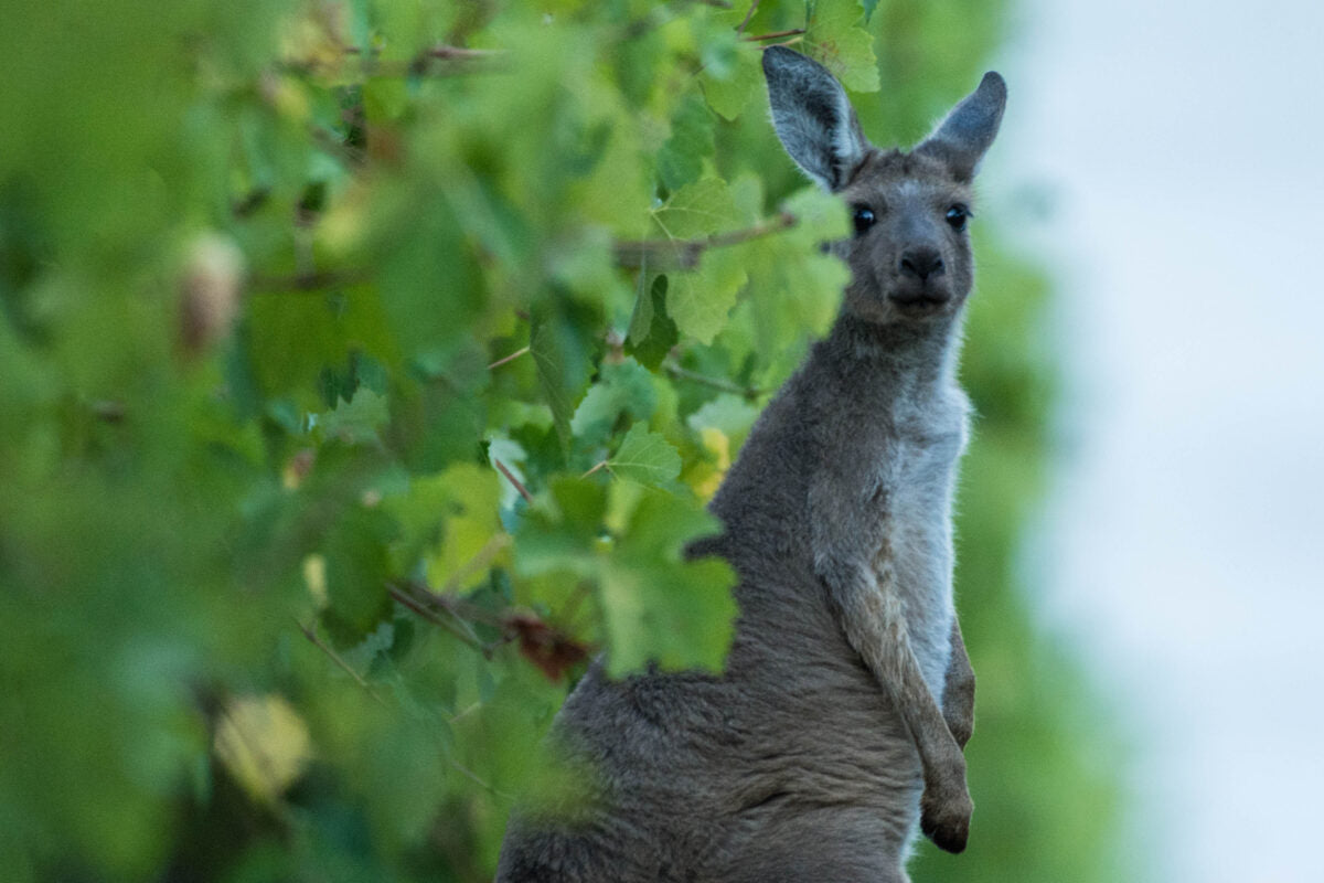 Digital Detox in McLaren Vale