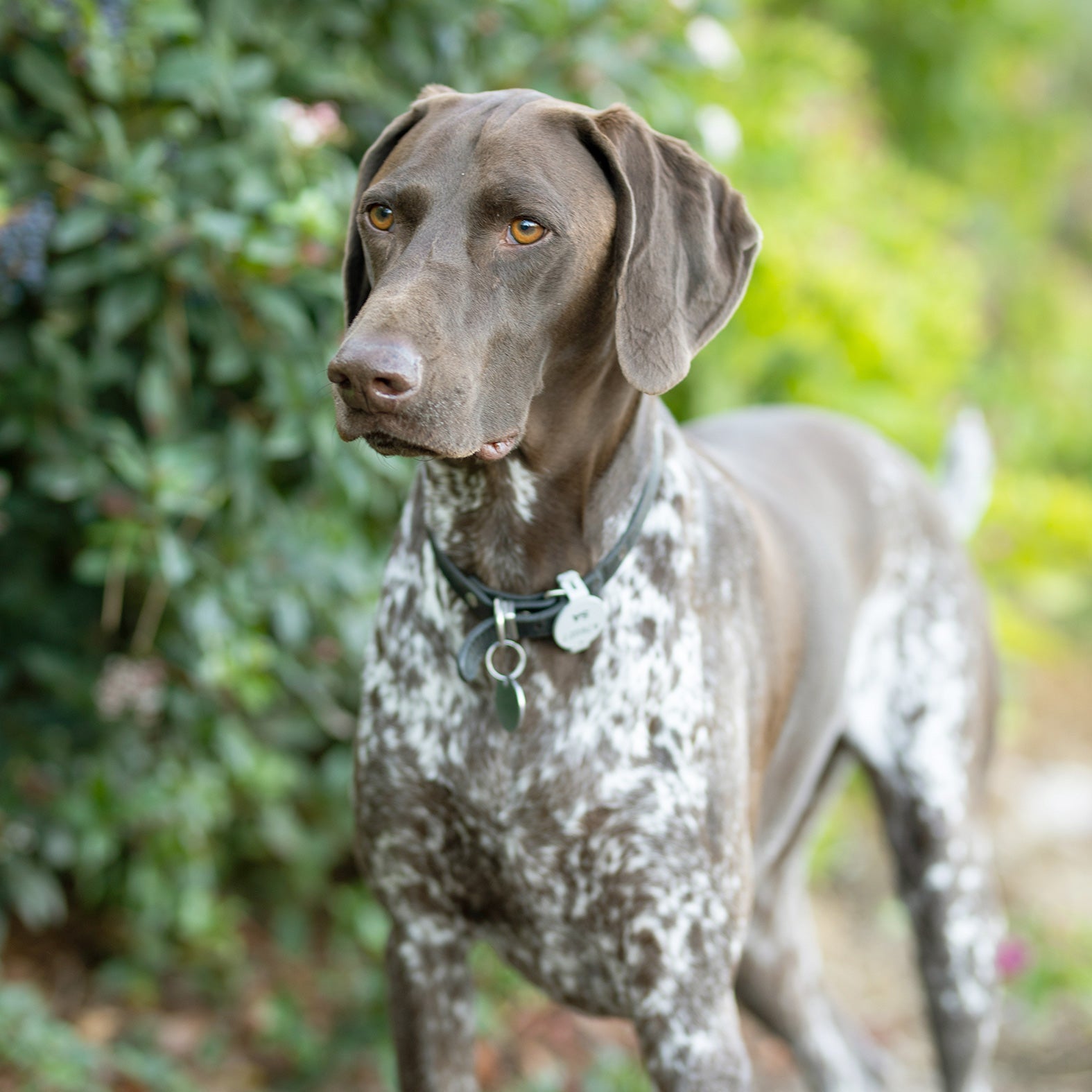 Churchill: The Heart of Our Pack 🐾