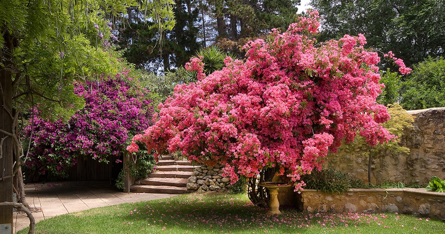 Open Gardens SA at Tipsy Hill Estate