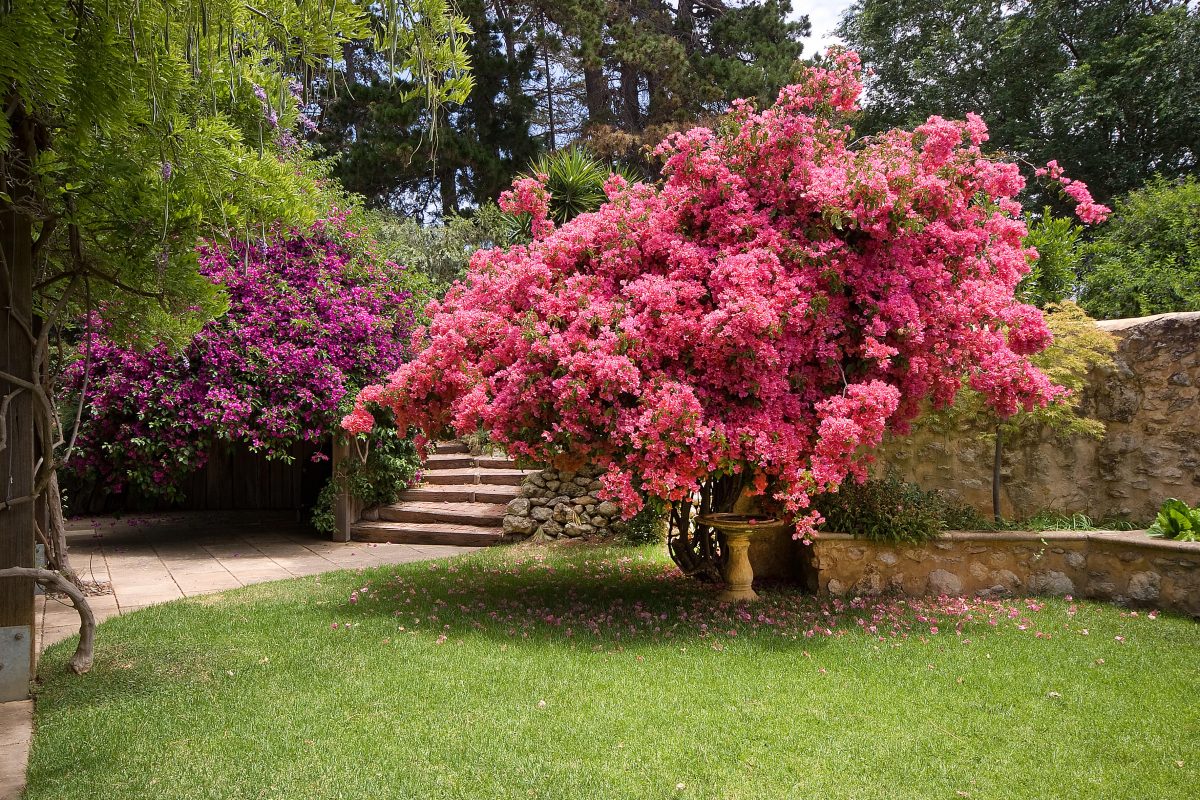 Bec Hardy and Open Gardens SA invite public to explore the Tipsy Hill gardens