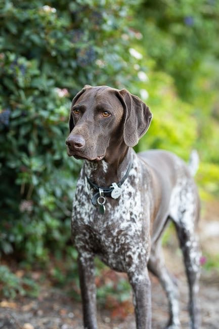 Dog Friendly Wineries