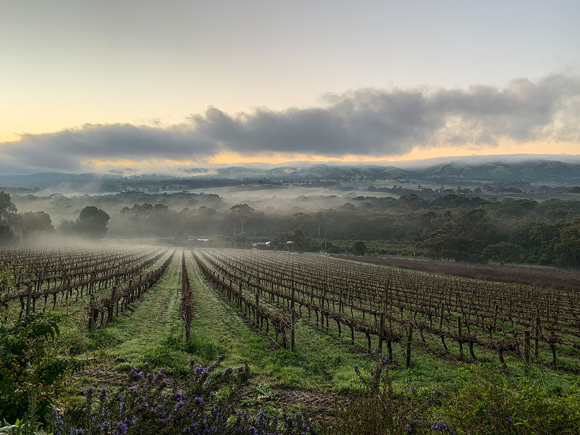 Spring update from the vineyards and winery