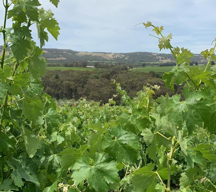 #V21 update from the vineyard