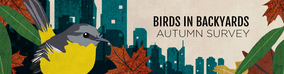 Birds in Backyards: Autumn Survey
